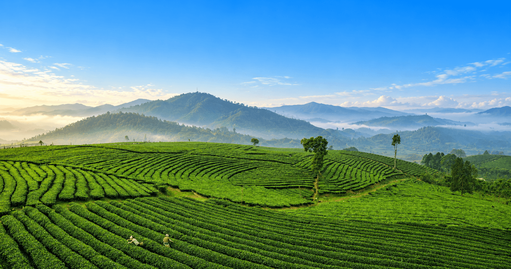 Đặc sản sao OCOP Lai Châu