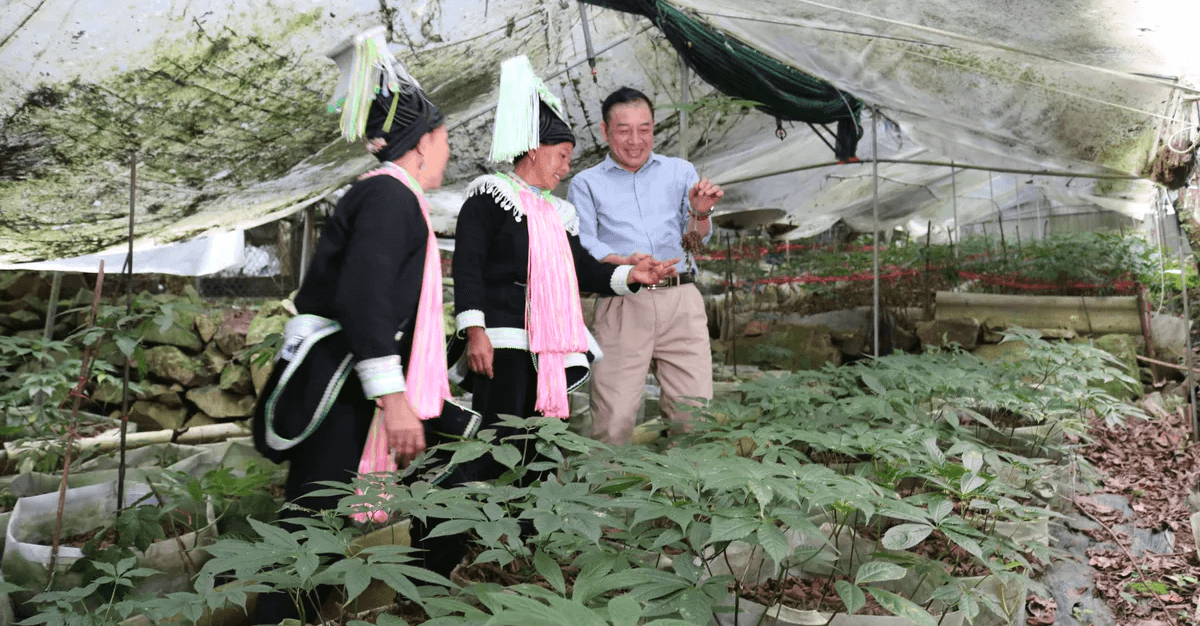 SÂM LAI CHÂU: ỨNG DỤNG KHOA HỌC CÔNG NGHỆ TRONG BẢO TỒN NGUỒN GEN VÀ PHÁT TRIỂN CÂY GIỐNG